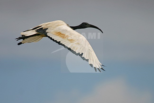 Heilige Ibis vliegend; African Sacred Ibis flying stock-image by Agami/Bas Haasnoot,