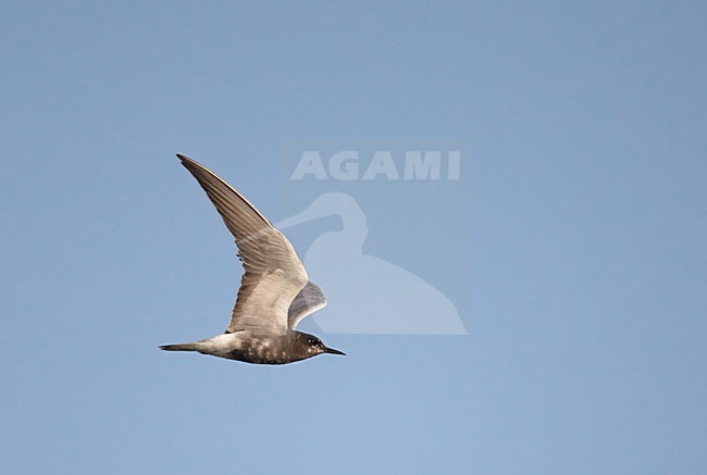 Zwarte Stern volwassen vliegend, Black Tern adult flying stock-image by Agami/Markus Varesvuo,