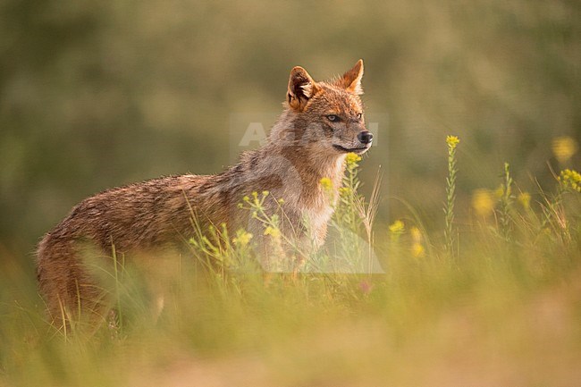  stock-image by Agami/Han Bouwmeester,