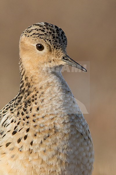 Adult Buff-breasted Sandpiper (Calidris subruficollis) on the arctic tundra near Barrow in northern Alaska, United States. stock-image by Agami/Dubi Shapiro,