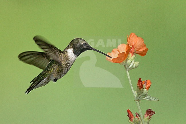 Adult male
Kern Co., CA
May 2005 stock-image by Agami/Brian E Small,