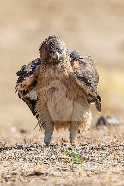 Immature Bonelli's Eagle, Aquila fasciata in Cordoba (Spain). stock-image by Agami/Oscar Díez,