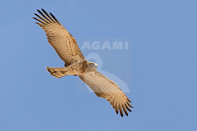 Juveniele Slangenarend in flight; Juvenile Short-toed Eagle in flight stock-image by Agami/Daniele Occhiato,