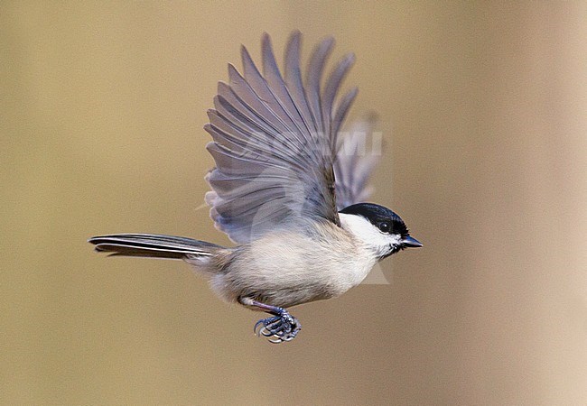 Glanskop vliegend; Marsh Tit flying stock-image by Agami/Harvey van Diek,