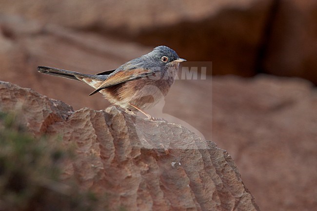 Male Tristram's Warbler (Curruca deserticola) perched on the ground. stock-image by Agami/Markus Varesvuo,