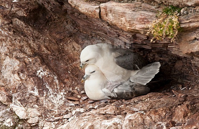 Noordse Stormvogels parend; Northern Fulmars mating stock-image by Agami/Roy de Haas,