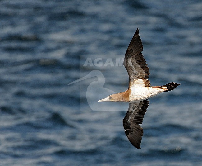 Second cycle Brown Booby (Sula leucogaster) in flight over the ocean, showing under wing pattern. stock-image by Agami/Dani Lopez-Velasco,