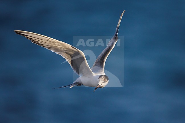 Onvolwassen Visdief in vlucht; Common Tern immature in flight stock-image by Agami/Daniele Occhiato,