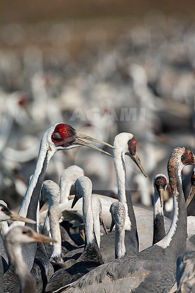 Wintering White-naped Crane (Antigone vipio) on the island Kyushu in Japan. Calling bird in the midst of a huge flock of cranes. stock-image by Agami/Marc Guyt,