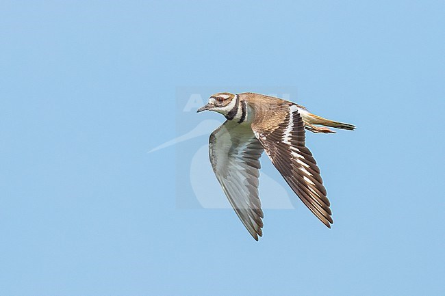 Adult
Galveston Co., TX
May 2023 stock-image by Agami/Brian E Small,