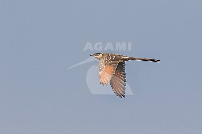 Wintering immature Great Spotted Cuckoo (Clamator glandarius) in Ghana. stock-image by Agami/Pete Morris,