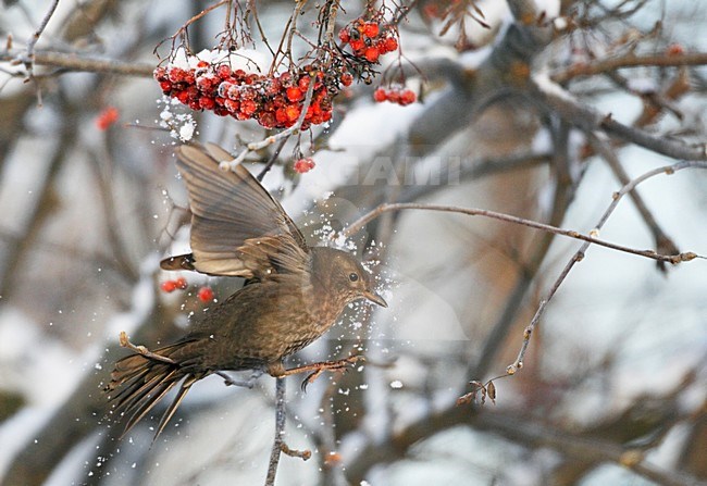 Vrouwtje Merel in de sneeuw; Female European Blackbird in snow stock-image by Agami/Markus Varesvuo,