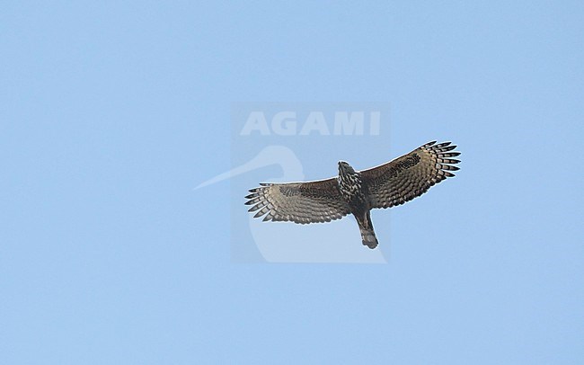 Changeable Hawk-Eagle, Nisaetus cirrhatus, adult at Bavandagarh Nationalpark, India stock-image by Agami/Helge Sorensen,