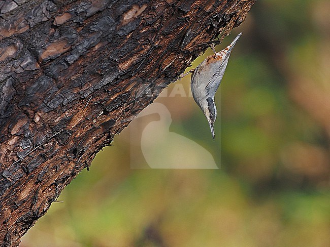 Giant Nuthatch, Sitta magna, Thailand stock-image by Agami/James Eaton,