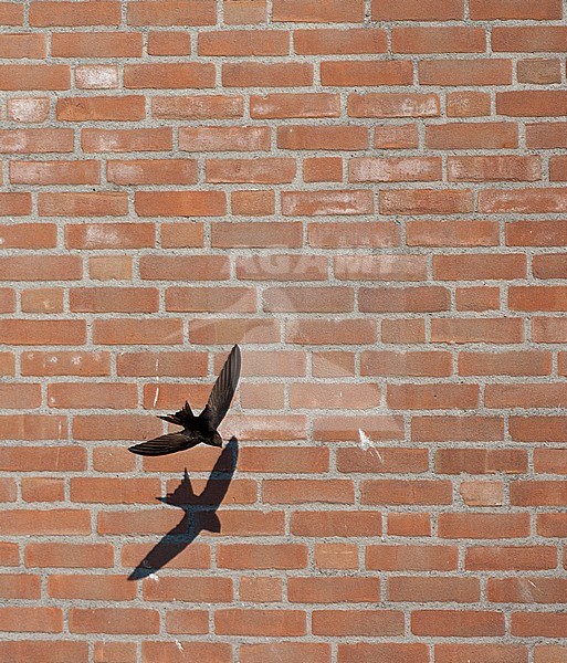 Gierzwaluw vliegend voor een huis; Common Swift flying in front of a house stock-image by Agami/Marc Guyt,