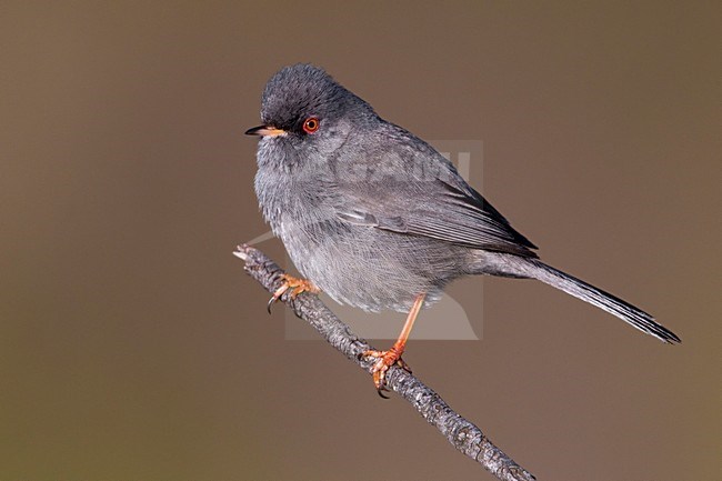 Sardijnse Grasmus; Marmora's Warbler; Sylvia sarda stock-image by Agami/Daniele Occhiato,