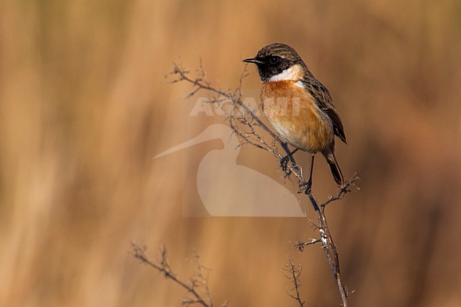 Roodborsttapuit, European Stonechat, Saxicola torquata stock-image by Agami/Daniele Occhiato,