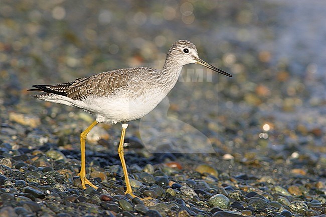 Grote Geelpootruiter, Greater Yellowlegs stock-image by Agami/Glenn Bartley,