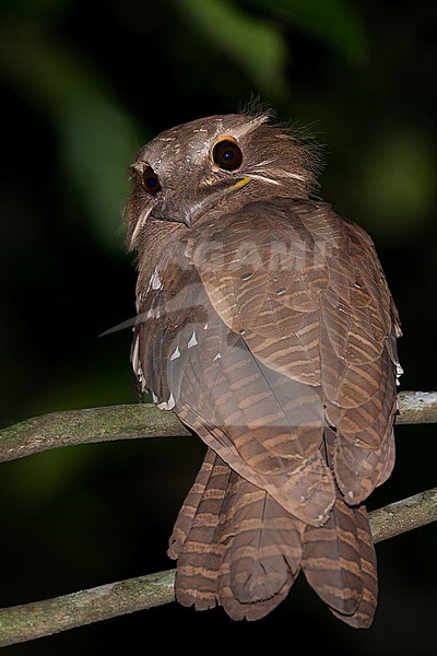 Large Frogmouth (Batrachostomus auritus) Perched on a branch in Borneo stock-image by Agami/Dubi Shapiro,