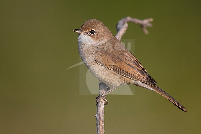 Common Whitethroat (Sylvia communis) perched on a branch in France during summer against a green background. stock-image by Agami/Daniele Occhiato,