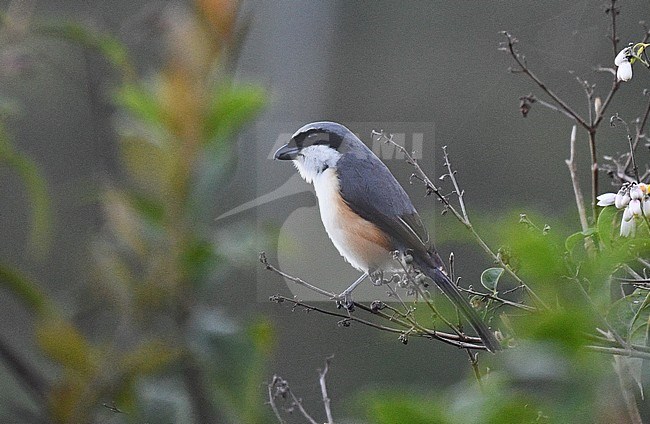 Mountain Shrike or Grey-capped Shrike (Lanius validirostris) on Mount Polis, Luzon, in the Philippines. stock-image by Agami/Laurens Steijn,