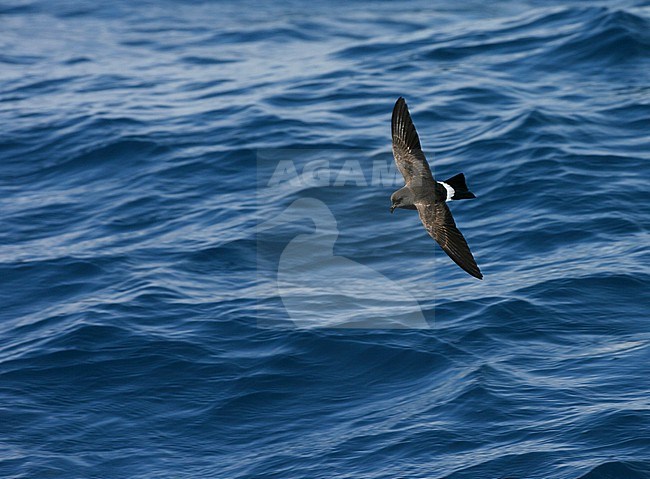 Gough Black-bellied Storm-Petrel (Fregetta tropica melanoleuca) in the Southern Atlantic Ocean, around the Tristan da Cunha and Gough islands. Also called White-bellied Black-bellied Storm Petrel. stock-image by Agami/Marc Guyt,