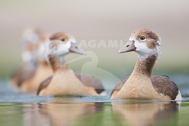 Egyptian Goose - Nilgans - Alopochen aegyptiaca, Germany, goslings stock-image by Agami/Ralph Martin,