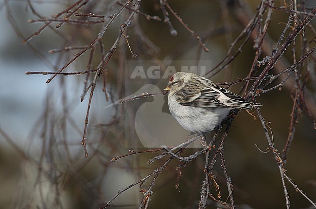 Arctic Redpoll, Acanthis hornemanni exilipes, at Kaamanen, Ivalo, Finland stock-image by Agami/Helge Sorensen,