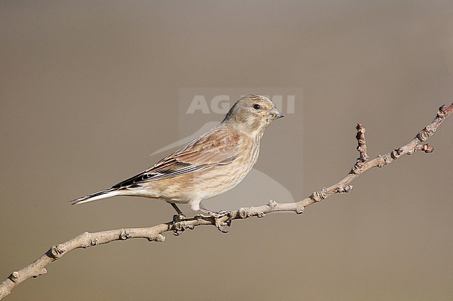 First-winter male Common Linnet (Linaria cannabina) in Spain. Wintering individual of male type. stock-image by Agami/Arie Ouwerkerk,