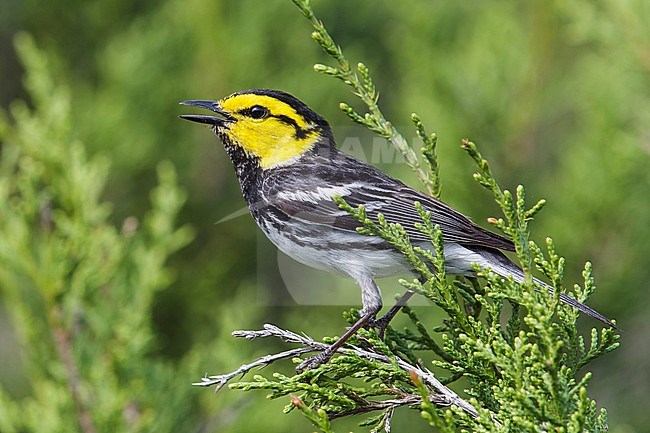 Adult male
Kimble Co., TX
April 2013 stock-image by Agami/Brian E Small,