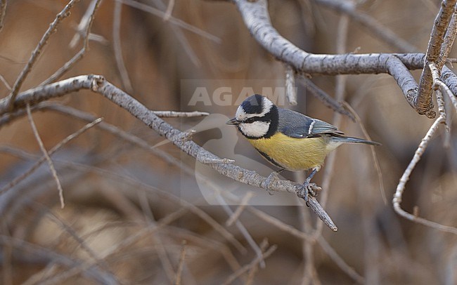 African Blue Tit (Cyanistes teneriffae degener) in Fuerteventura, Canary Islands stock-image by Agami/Helge Sorensen,