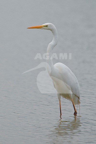 Wadende Grote Zilverreiger; Wading Great Egret stock-image by Agami/Daniele Occhiato,