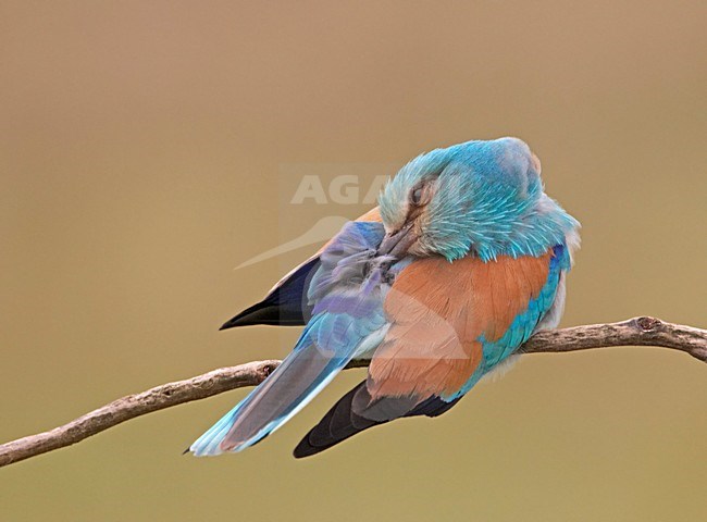 European Roller adult preening; Scharrelaar volwassen veren poetsend stock-image by Agami/Markus Varesvuo,