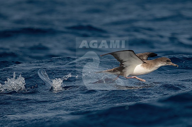 Cape Verde Shearwater (Calonectris edwardsii) is an endemic breeding bird. A recent split and part of the 'cory shearwater complex'  with Cory's and Scopoli's Shearwater. stock-image by Agami/Eduard Sangster,