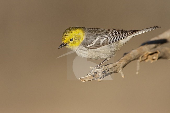 Adult female
Riverside Co., CA
May 2007 stock-image by Agami/Brian E Small,