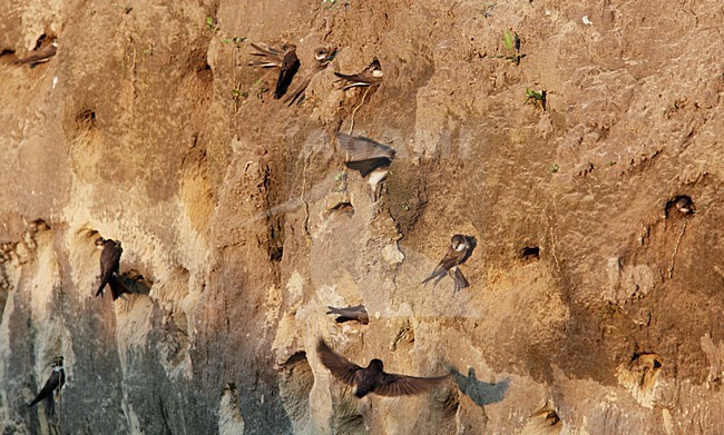 Oeverzwaluwen in broedkolonie; Sand Martins in breeding colony stock-image by Agami/Markus Varesvuo,