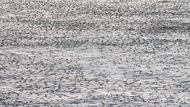 Common Guillemots (Uria aalge) Norway VardÃ¶ March 2016 stock-image by Agami/Markus Varesvuo,