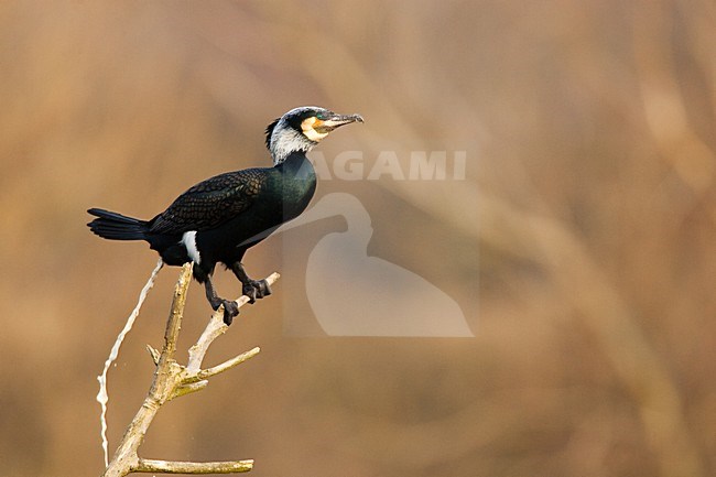 Volwassen Aalscholver zittend op tak; Adult Great Cormorant perched on branch stock-image by Agami/Menno van Duijn,