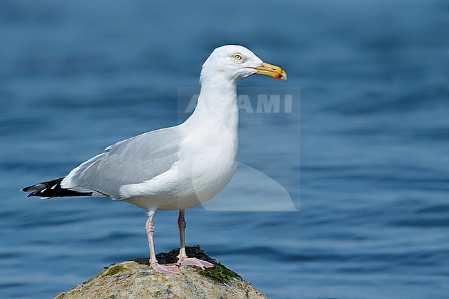 Adult American Herring Gull (Larus smithsonianus) standing on a rock at the edge of the sea.
Ocean Co., N.J.
March 2017 stock-image by Agami/Brian E Small,