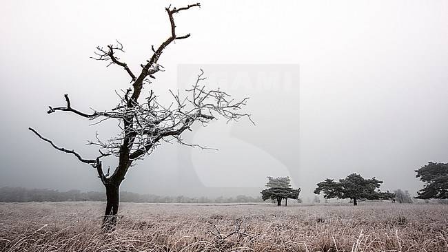 Winterlandschap Delleboersterheide, Winter landscape Delleboersterheide stock-image by Agami/Wil Leurs,