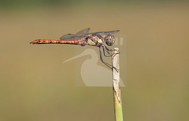 Imago Bruinrode heidelibel; Adult Common Darter stock-image by Agami/Fazal Sardar,