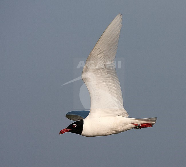 Ringed adult Mediterranean Gull (Ichthyaetus melanocephalus) in breeding plumage in flight in the Netherlands. Each year more common in the Netherlands with increasing numbers of nesting birds. stock-image by Agami/Marc Guyt,