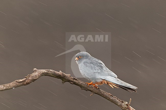 Mannetje Roodpootvalk zittend in de regen; Male Red-footed Falcon (Falco vespertinus) perched in the rain stock-image by Agami/Bence Mate,