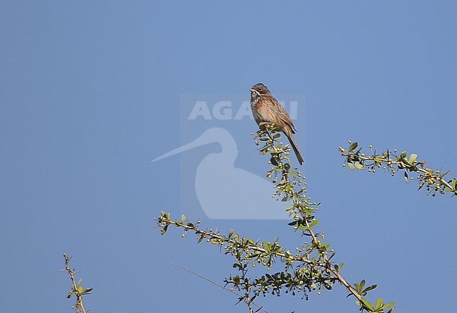 Adult Chestnut-eared Bunting (Emberiza fucata) perched on a bush. stock-image by Agami/James Eaton,