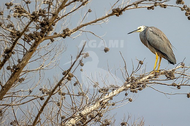 White-faced Heron (Egretta novaehollandiae) perched on a pine tree in Tawharanui Regional Park, Auckland, in the north-east of New Zealand, North Island.
 stock-image by Agami/Rafael Armada,