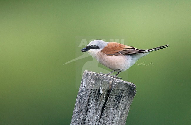 Male Red-backed Shrike (Lanius collurio) in Bulgaria. stock-image by Agami/Harvey van Diek,