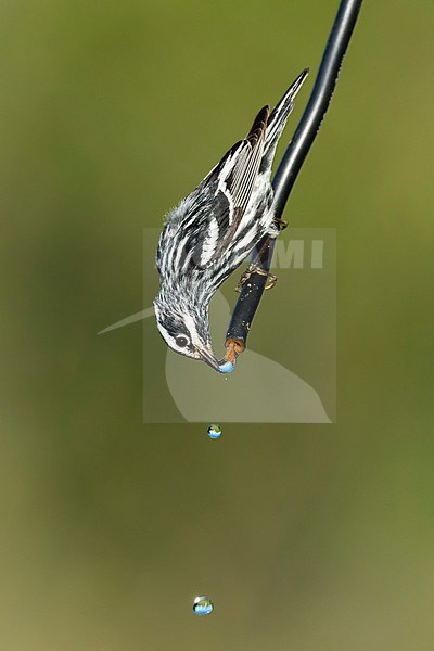 Adult male Black-and-white Warbler (Mniotilta varia) during spring migration at Galveston County, Texas, USA.  Drinking from an artificial water tube. stock-image by Agami/Brian E Small,