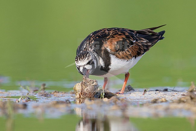 Ruddy Turnstone (Arenaria interpres), looking for food in a pond, Campania, Italy stock-image by Agami/Saverio Gatto,