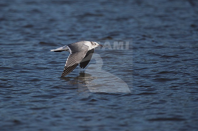 An adult Laughing Gull (Leucophaeus atricilla ssp. megalopterus) in winter plumage in flight close the water surface stock-image by Agami/Mathias Putze,