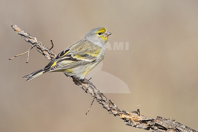 Female close-up stock-image by Agami/Alain Ghignone,